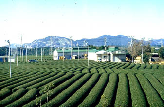Teegärten auf dem Makinohara-Hill 