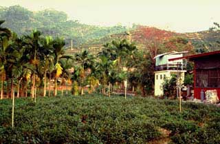 Teegarten für Tung Ding-Oolong in Loku (Nantou-Distrikt)